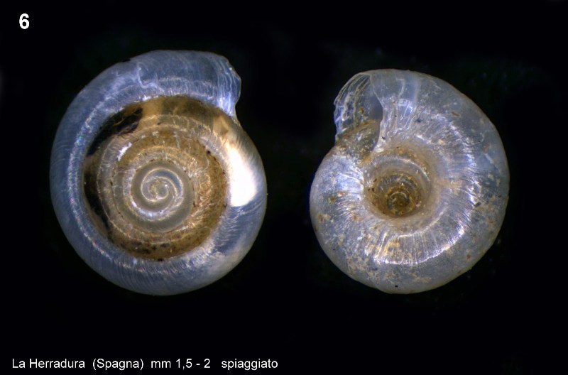 Identificazione piccoli molluschi spagnoli spiaggiati